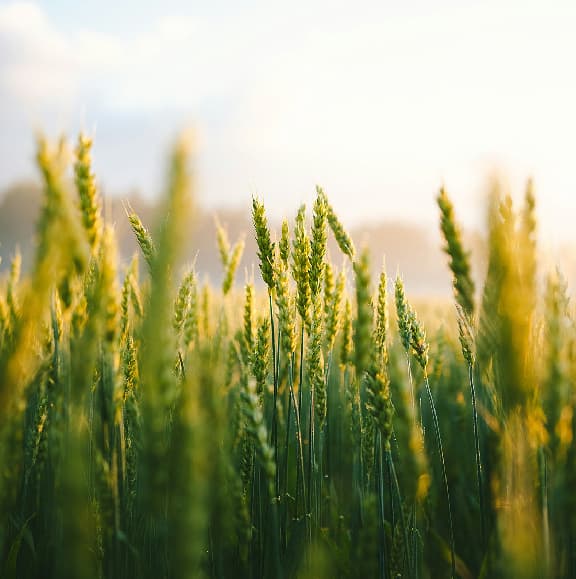 Step 1 — Harvesting regenerative cells